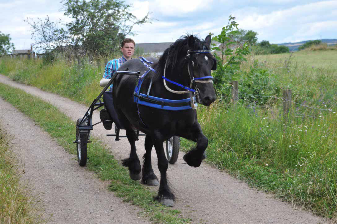 Dales Pony vor einem Gig.