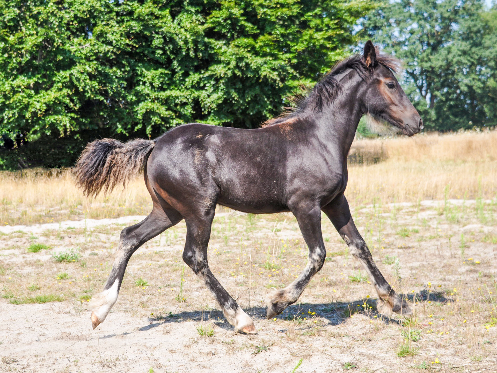 Cindy in Bewegung auf dem Reitplatz