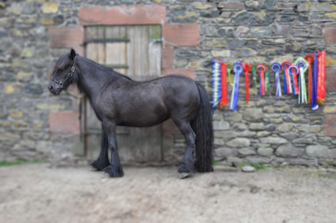 Black Dales Pony standing in front of its awarded prizes for perfect breed standard.
