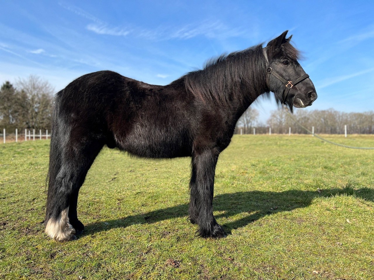 Woody auf der Wiese