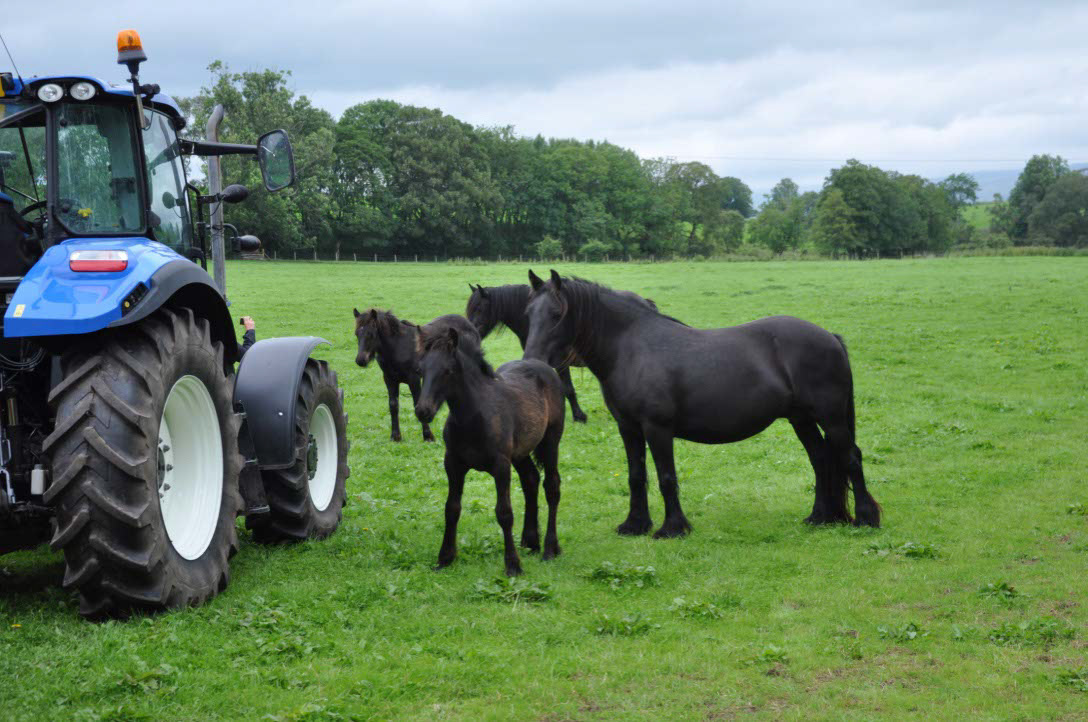 Der Traktor löst das Dales Pony ab.