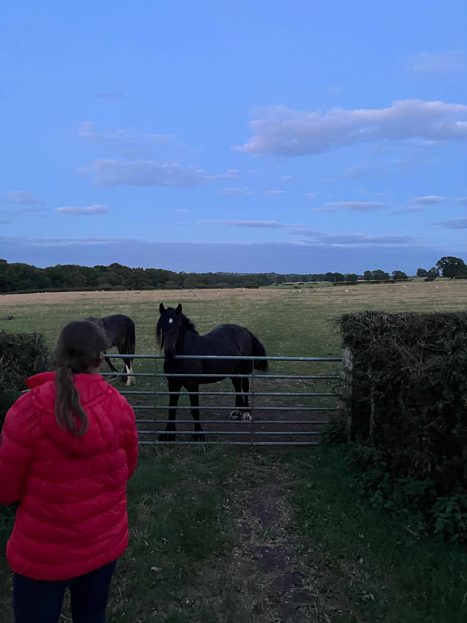 Westwick Dales Ponies neben der Pecknell Farm