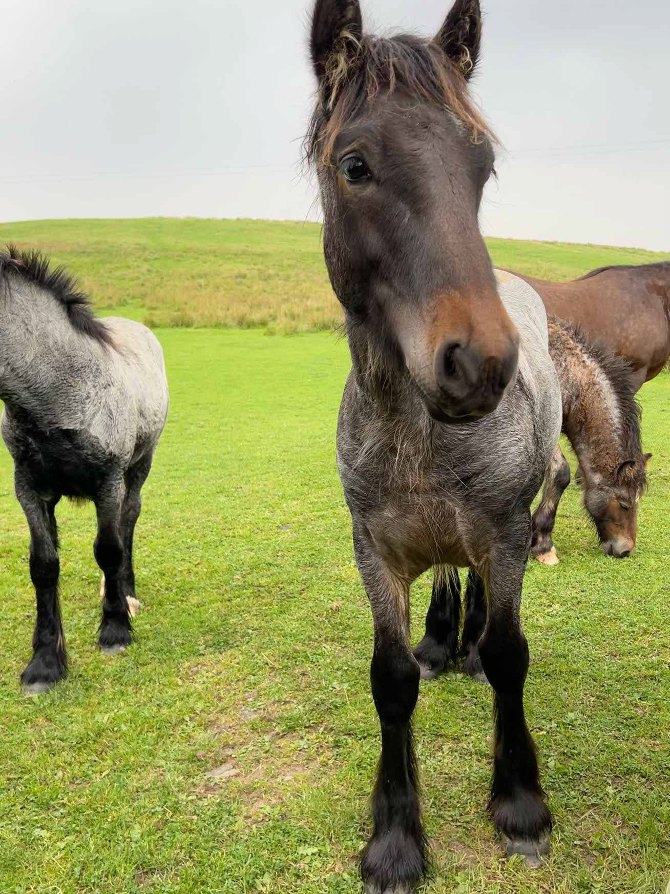 Red roan