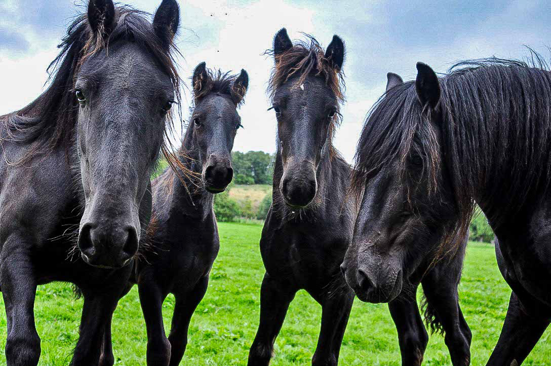 4 junge Dales Ponies schauen direkt in die Kamera.