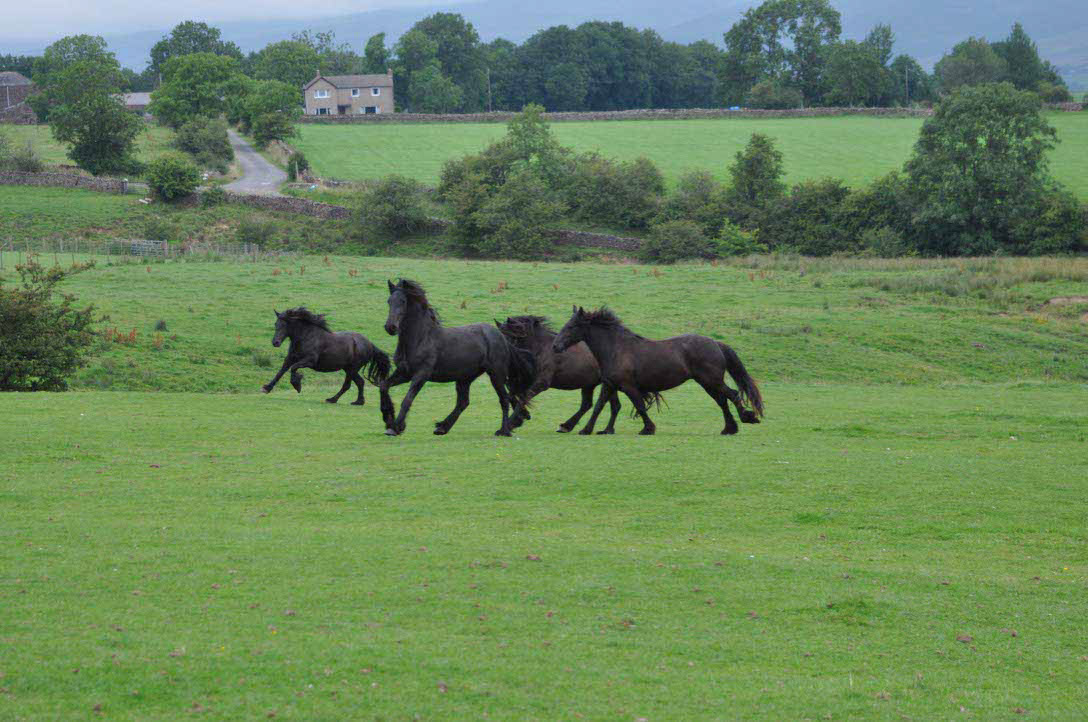 Dales Ponies auf der Wiese