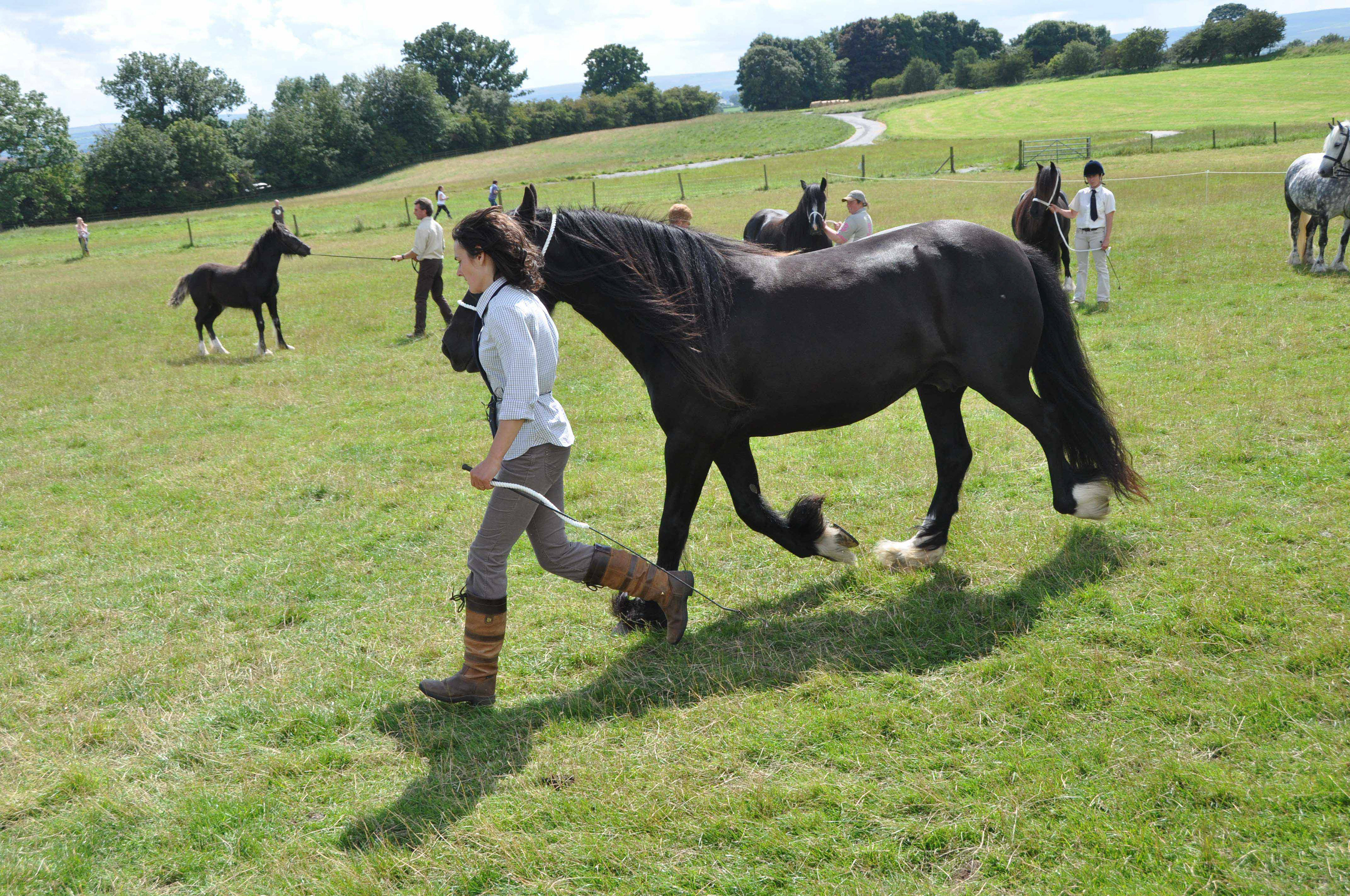 Westwick Dales Pony