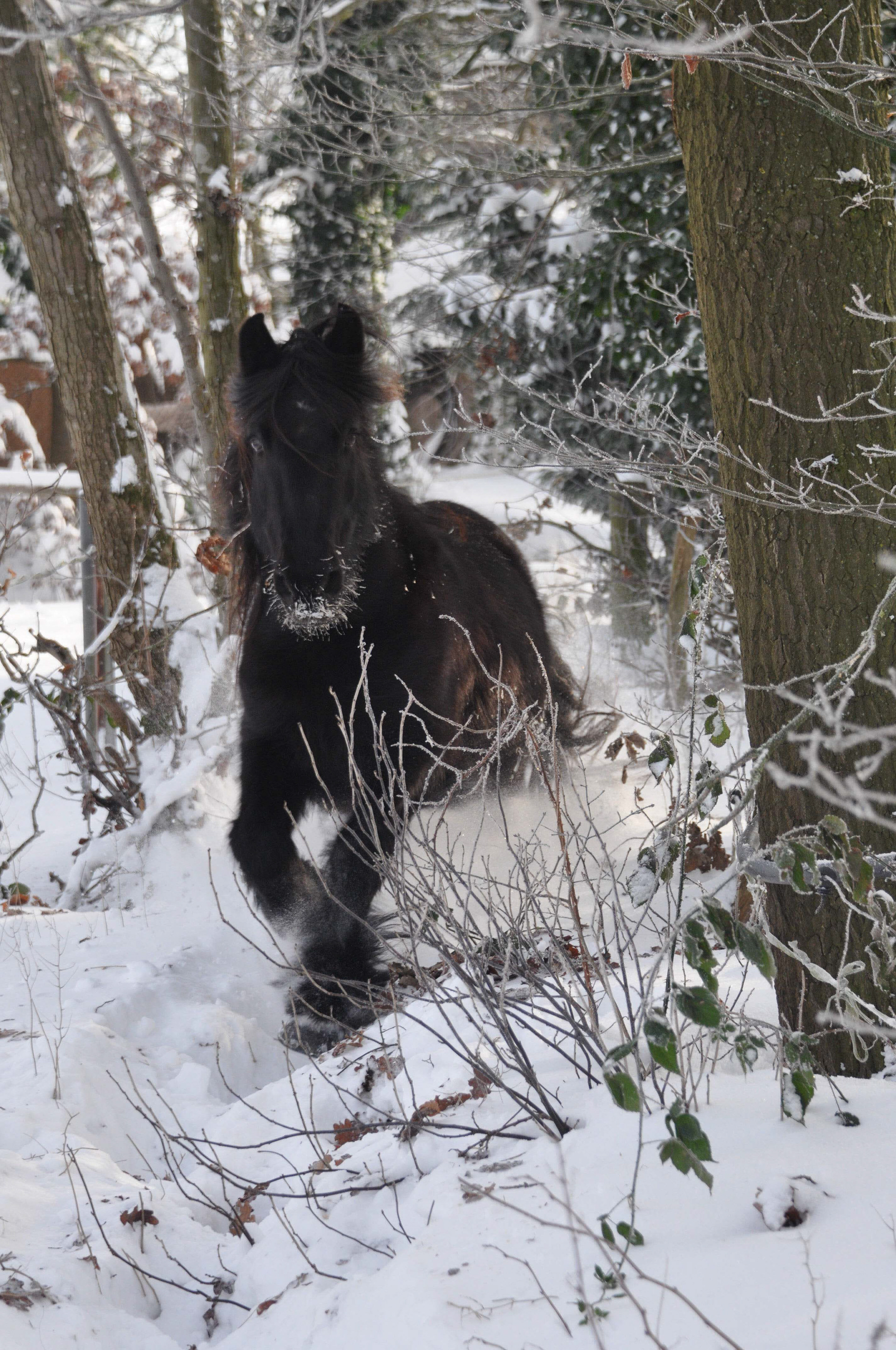 Grace mit Schnee-Bart