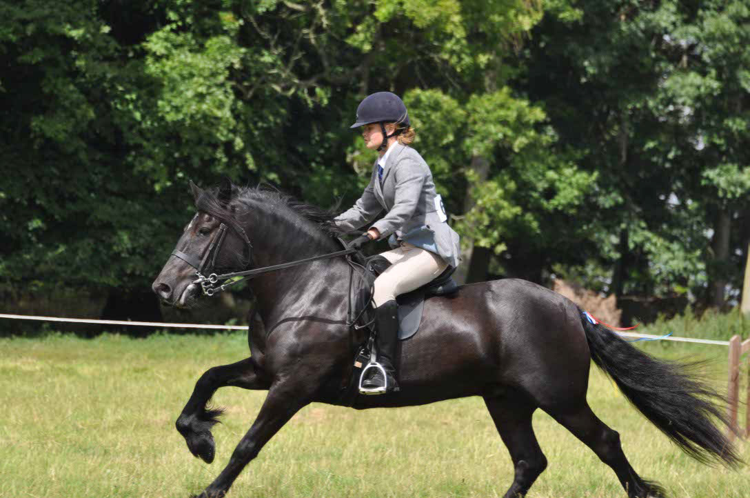 Schnell unterwegs: Das Dales Pony unterm Sattel.