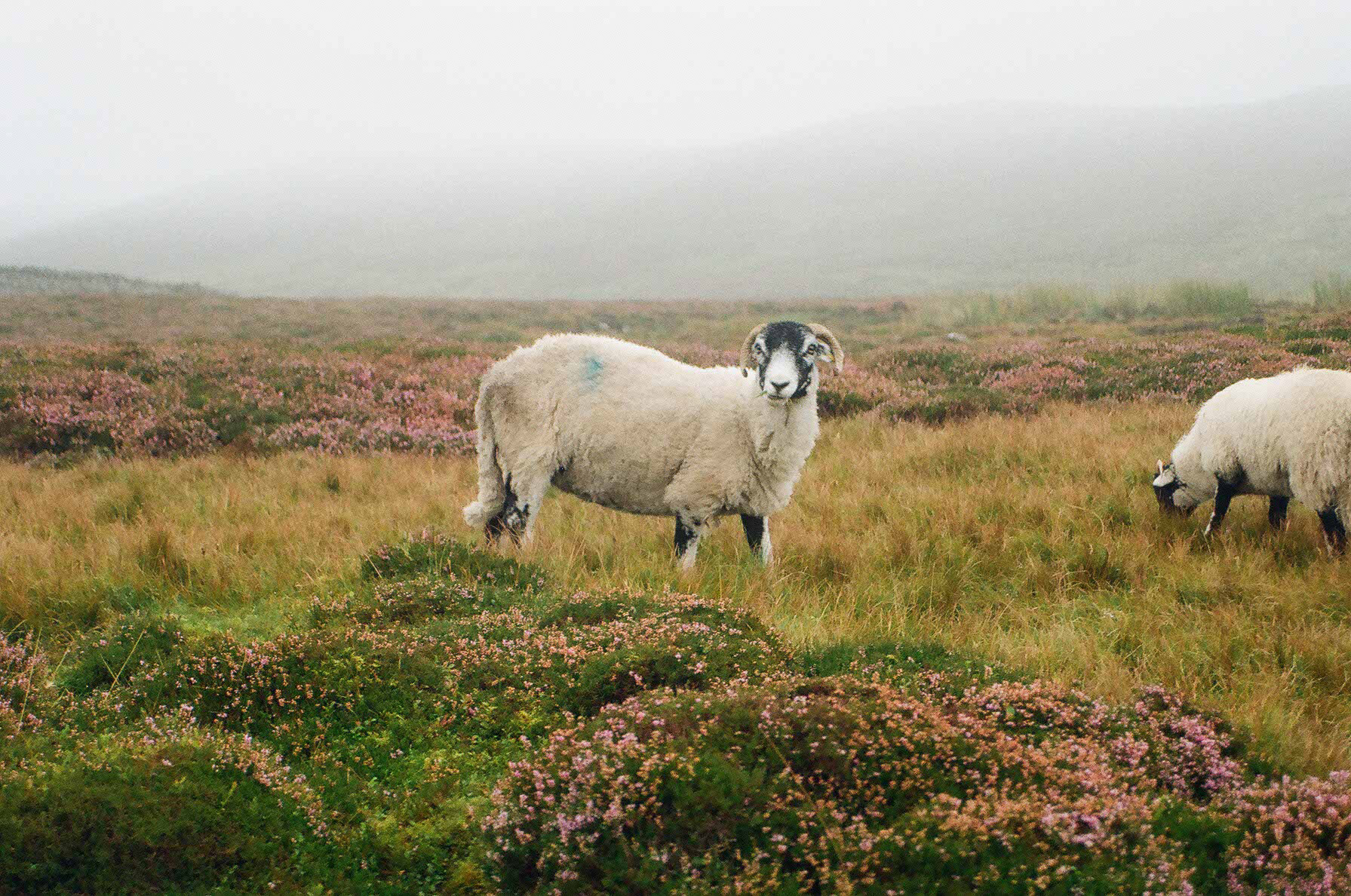 Swaledale Schaf im Hochmoor