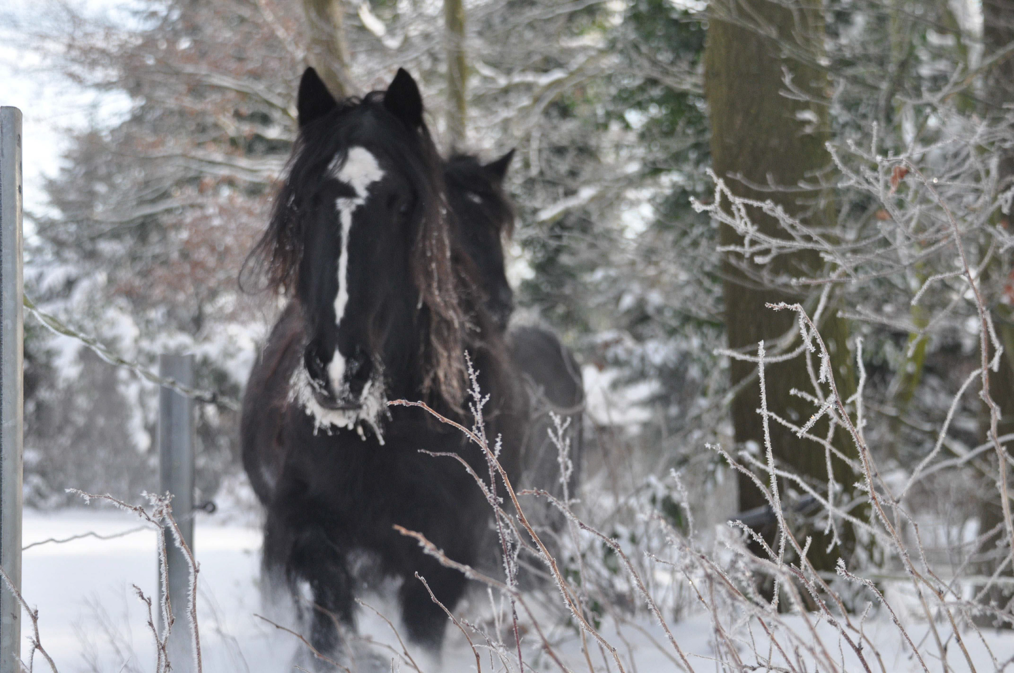 Lillyfee mit Schnee-Bart