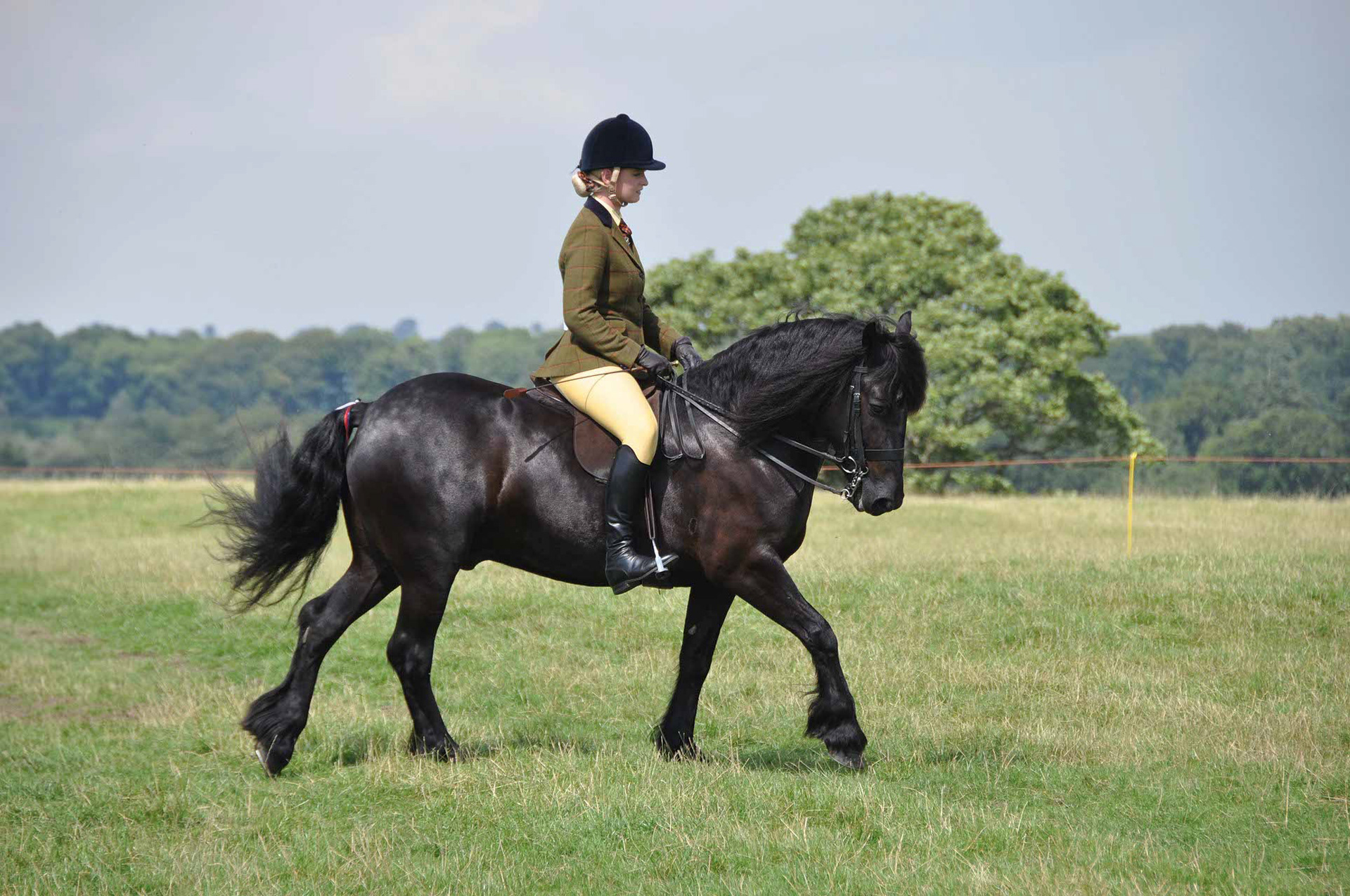 Gerittenes Dales Pony auf der Zuchtschau