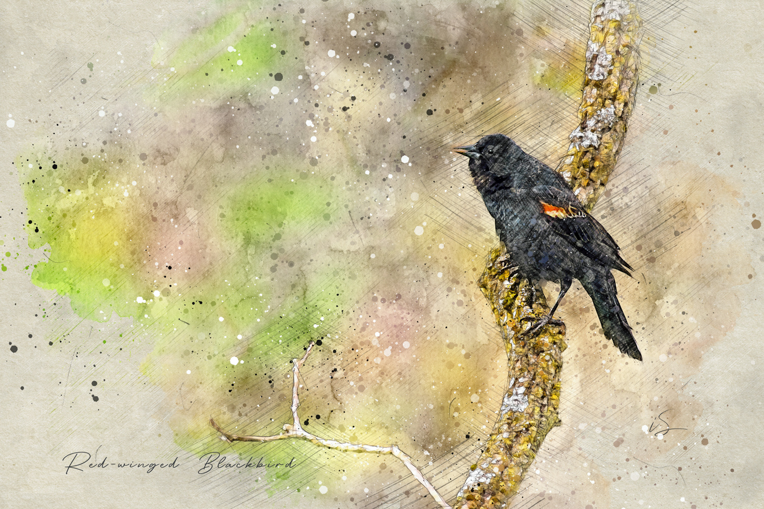 Red-winged Blackbird © Irwin Seidman