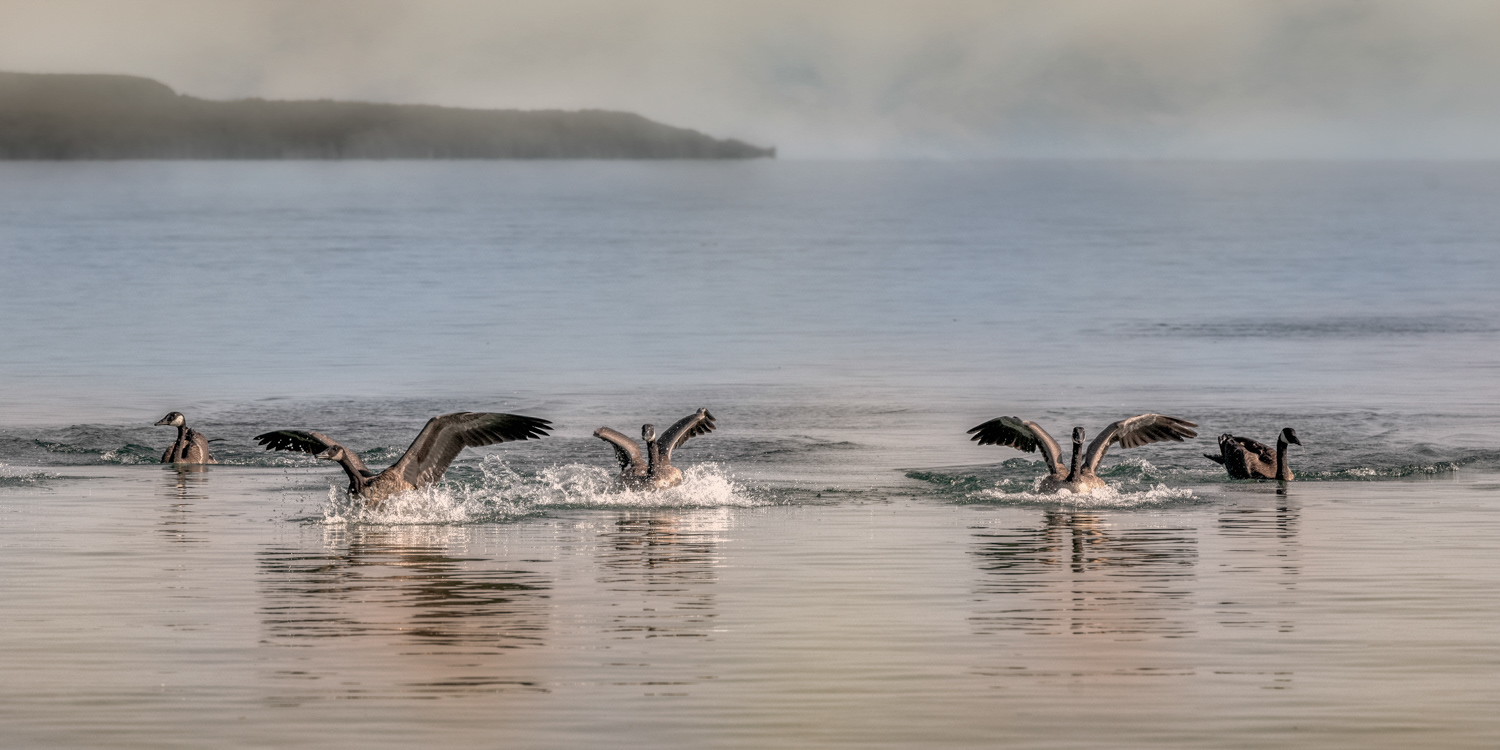 Canada Geese © Irwin Seidman