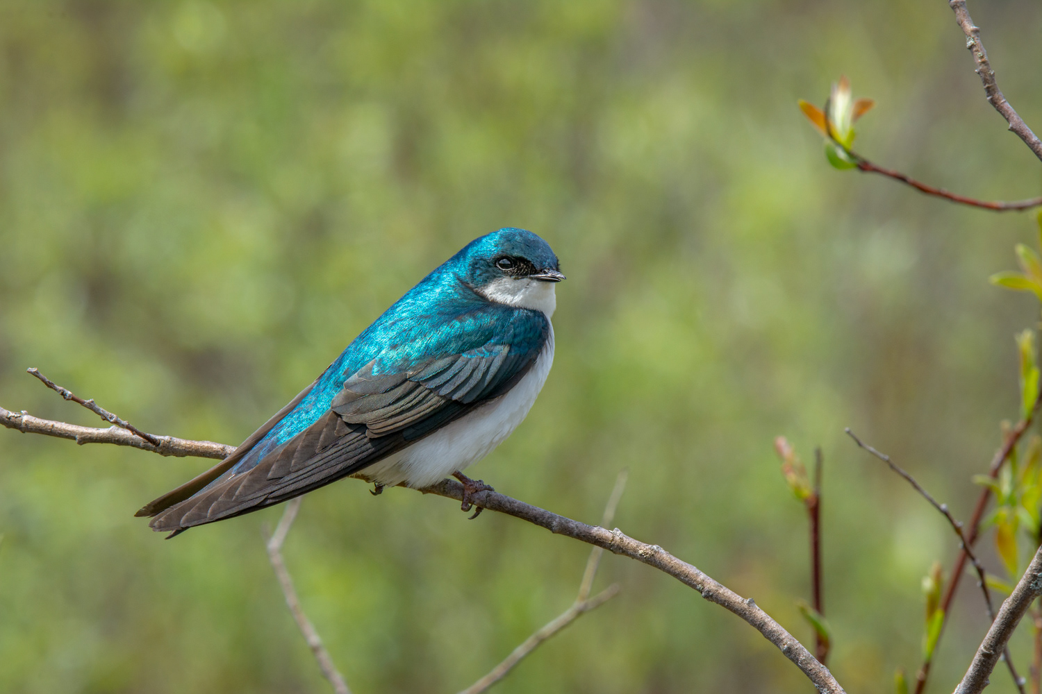 Tree Swallow © Irwin Seidman