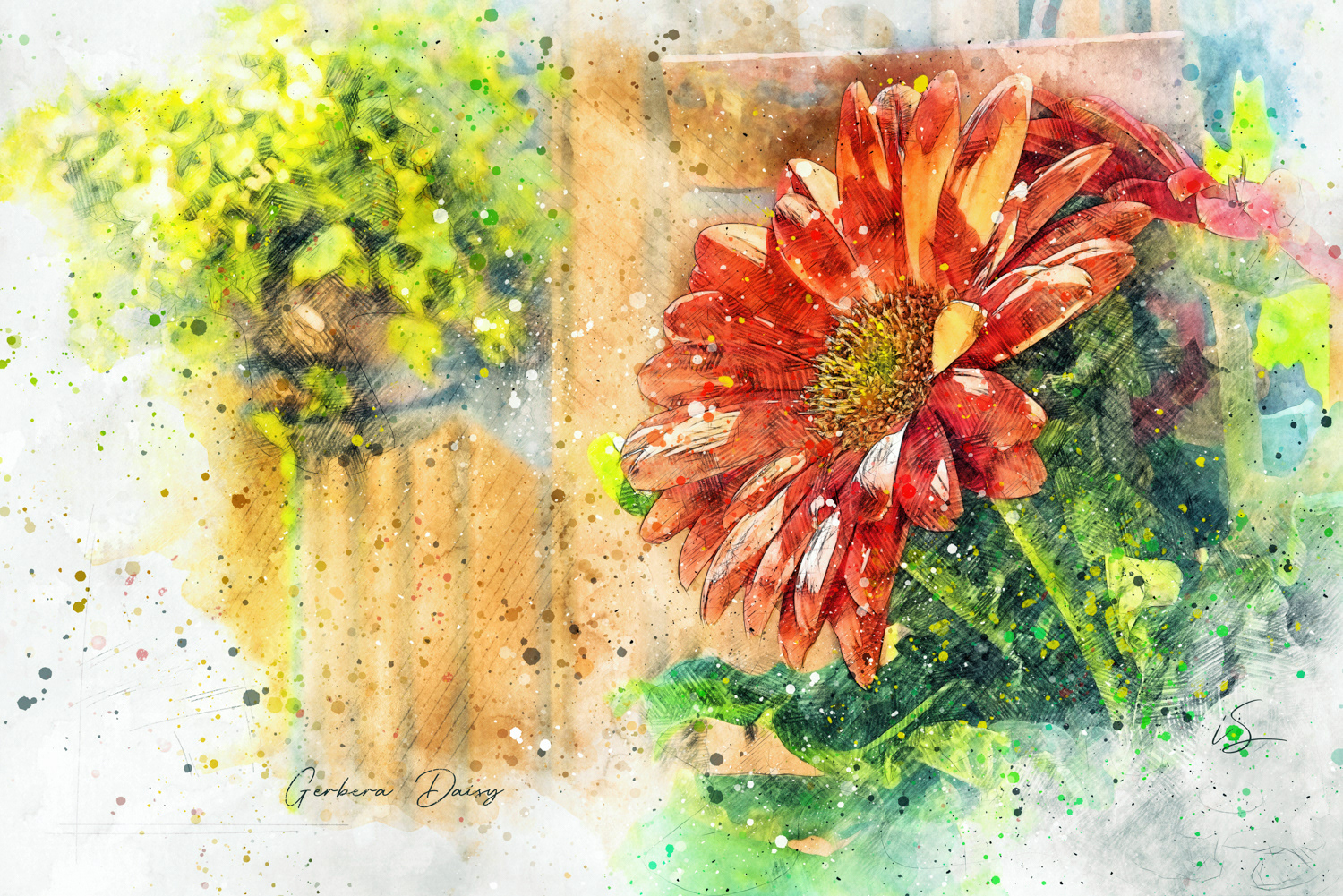 Gerbera Daisy © Irwin Seidman
