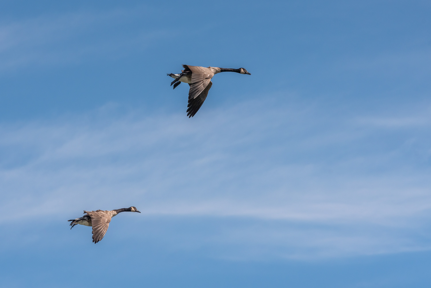 Hibou Geese © Irwin Seidman