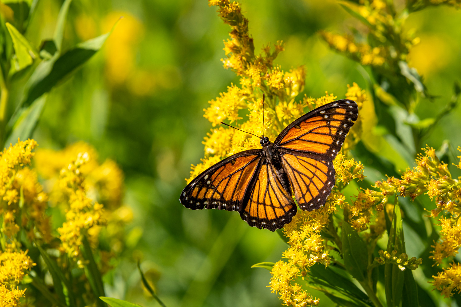 Monarch on Goldenrod © Irwin Seidman