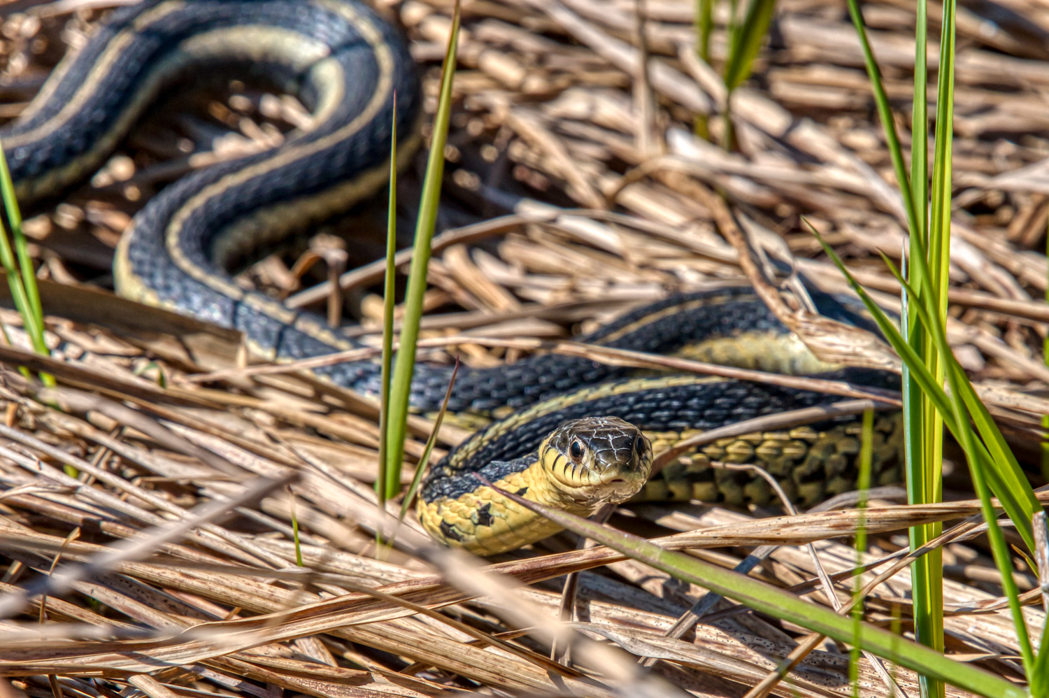 Garter Snake © Irwin Seidman