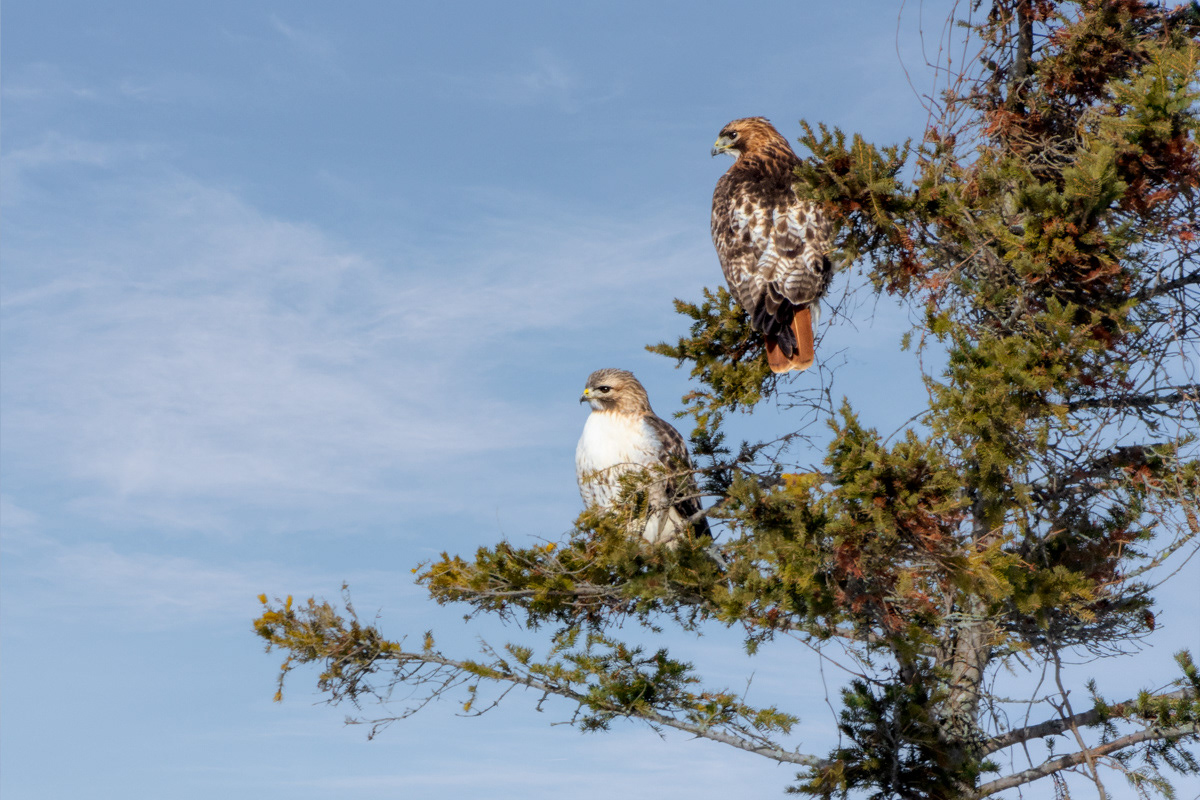 Red-tailed hawk © Irwin Seidman