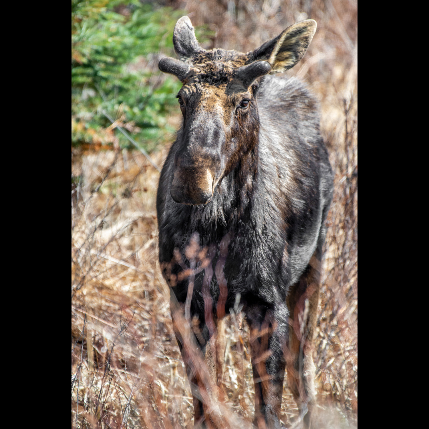 Algonquin Moose