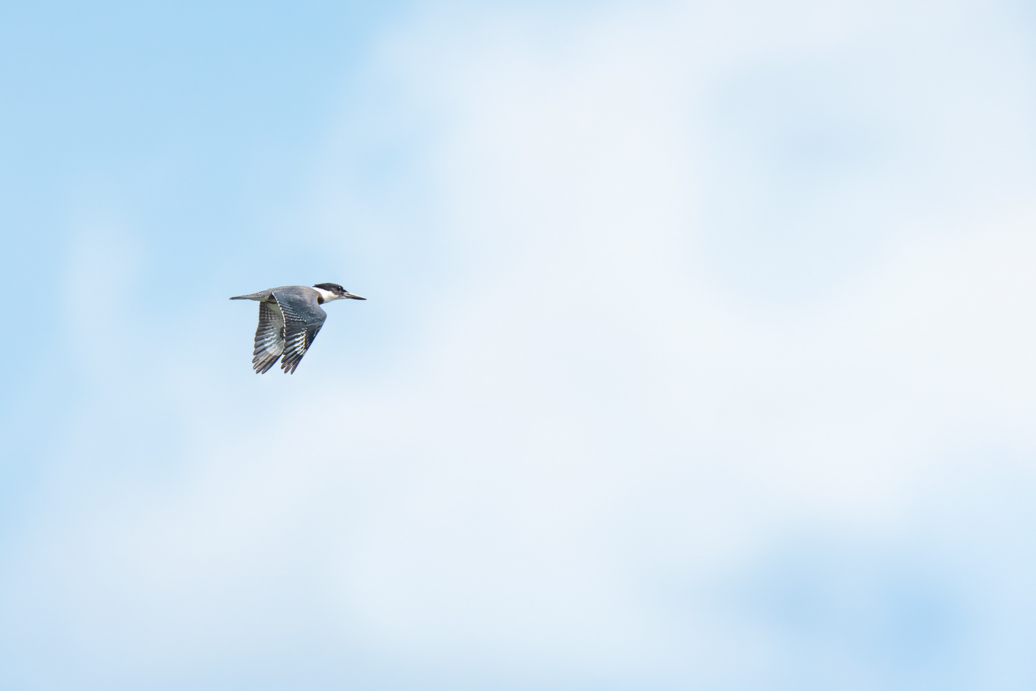Belted Kingfisher © Irwin Seidman
