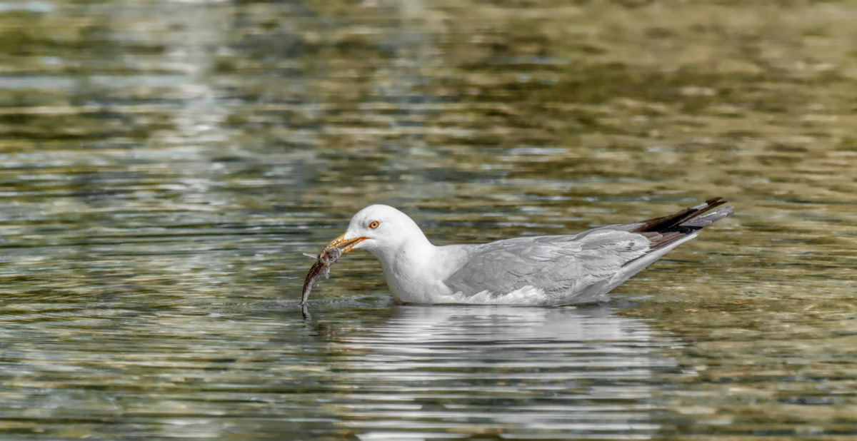 Herring Gull (Catch of the Day) © Irwin Seidman