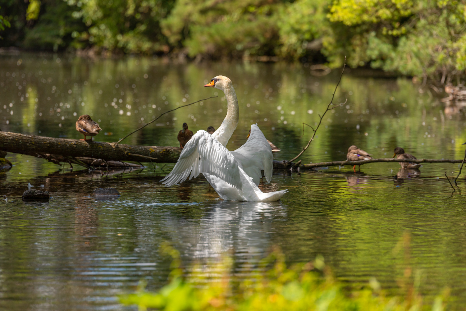 Swan Lake (Mute Swan) © Irwin Seidman