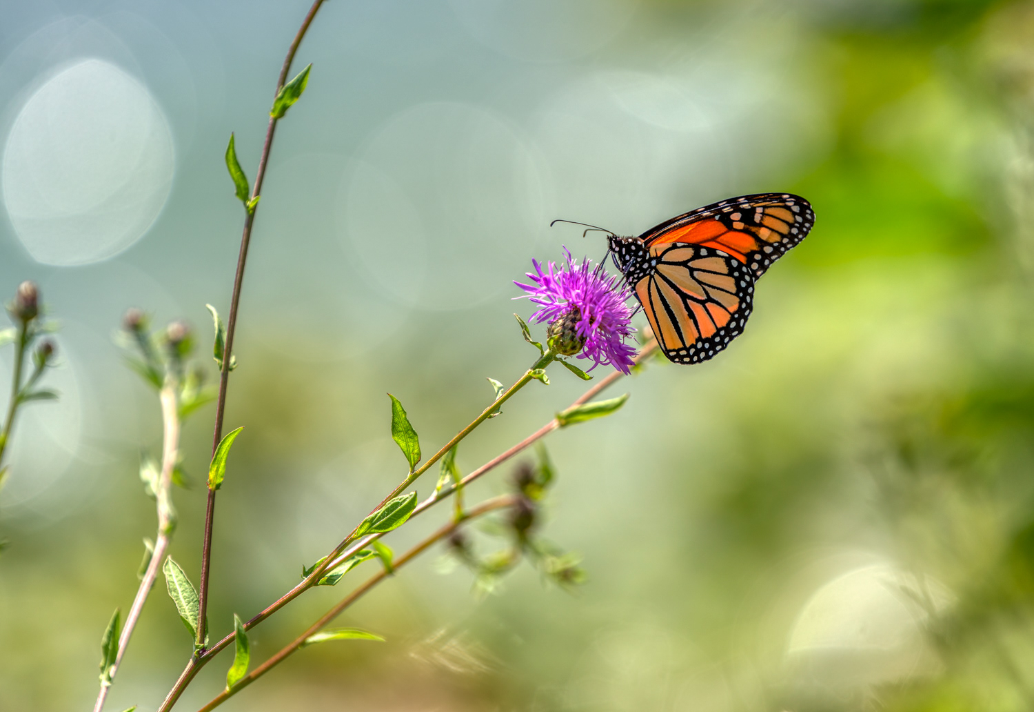 Monarch on Field Thistle © Irwin Seidman