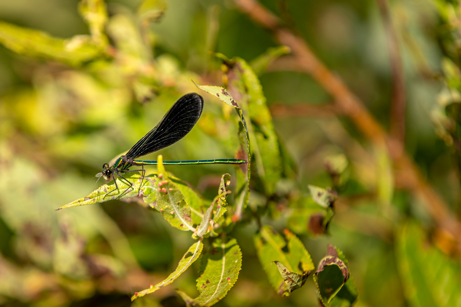 Ebony Jewelwing Damselfly © Irwin Seidman