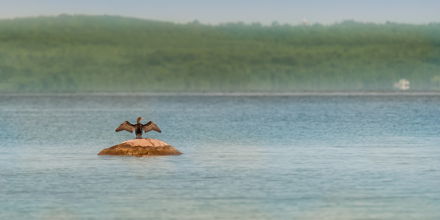 Cormorant © Irwin Seidman