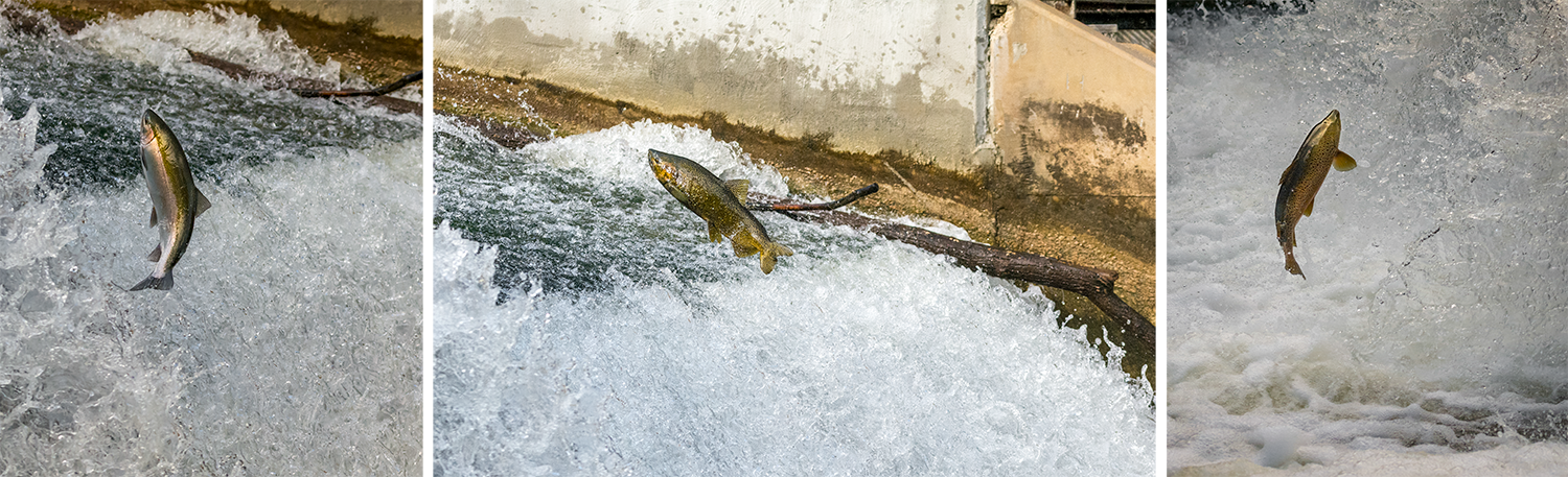 Chinook Salmon © Irwin Seidman