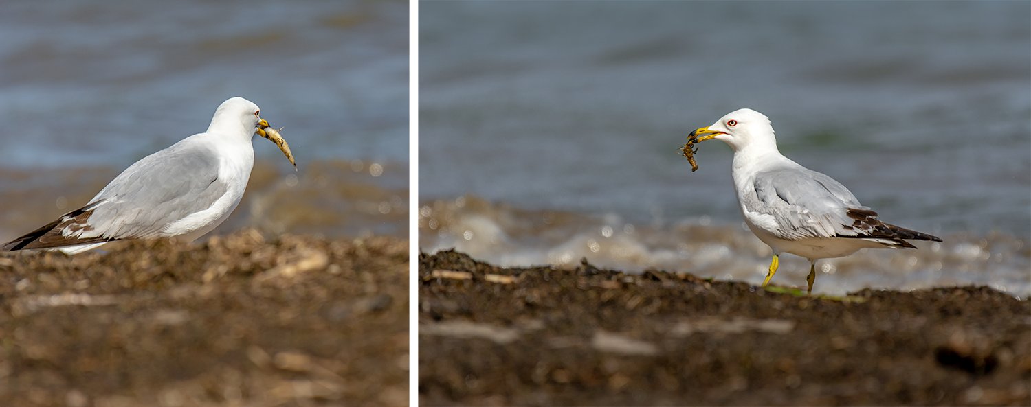 Ring-billed Gull © Irwin Seidman