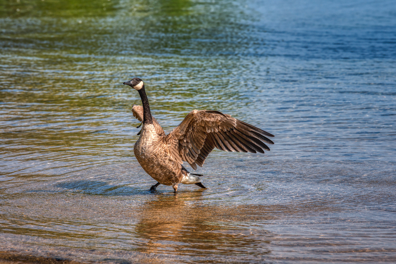 Canada Goose © Irwin Seidman