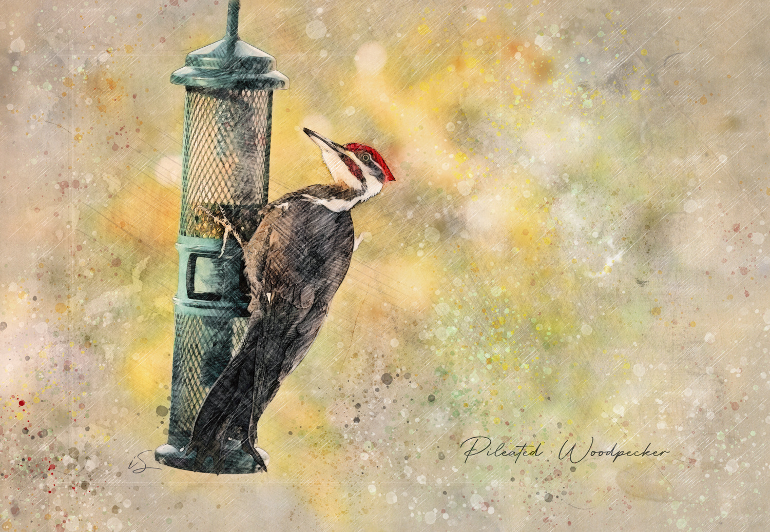 Pileated Woodpecker © Irwin Seidman
