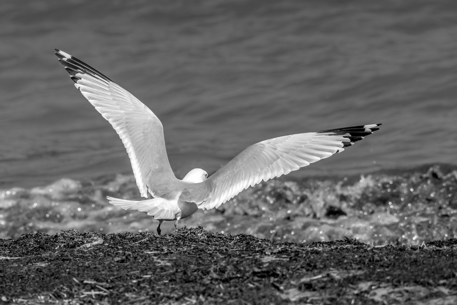 Ring-billed Gull © Irwin Seidman