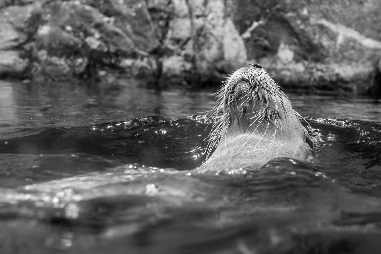 Otter © Irwin Seidman