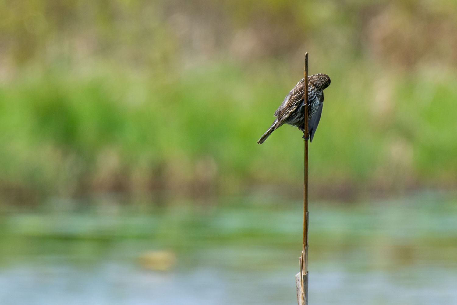 Red-winged Blackbird © Irwin Seidman