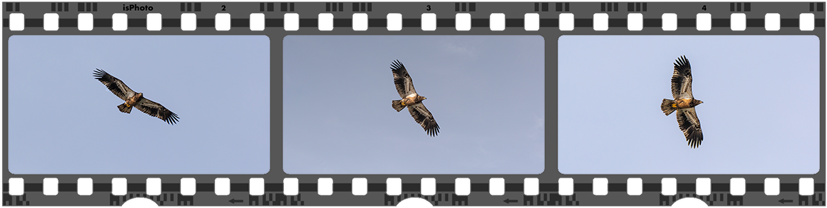 Juvenile Bald Eagle © Irwin Seidman