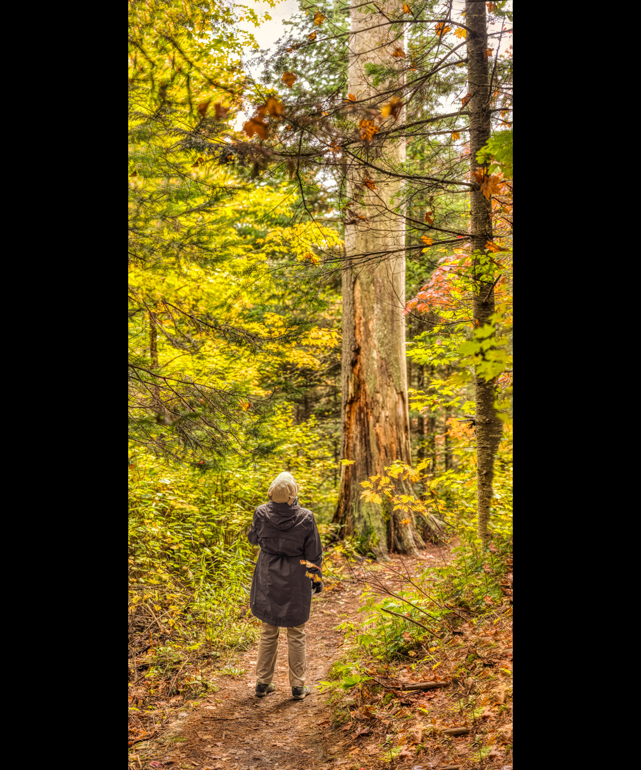 Giant Old Growth White Pines