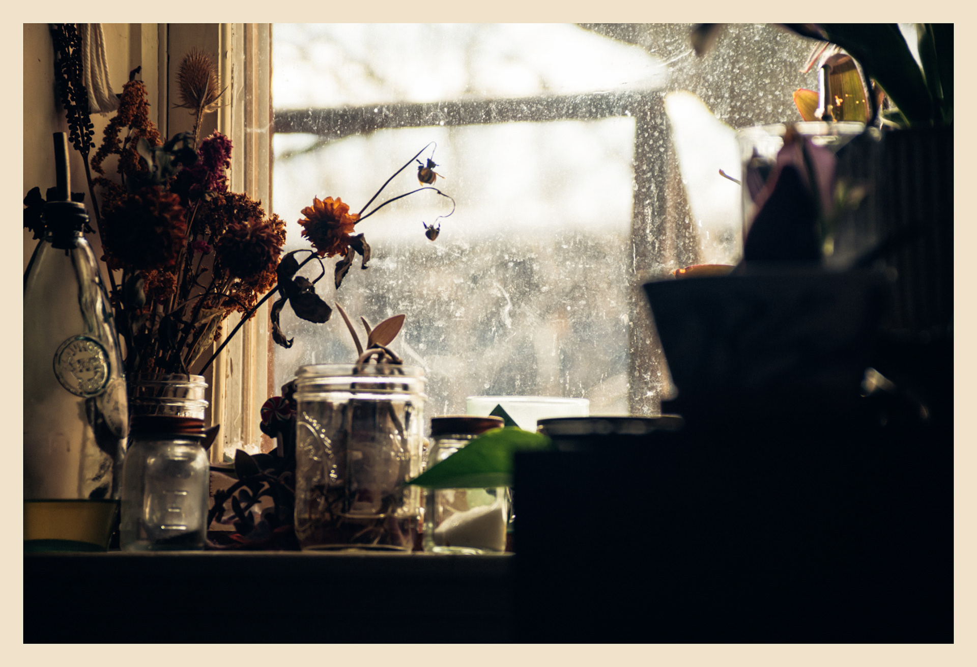 Mornings with the plants