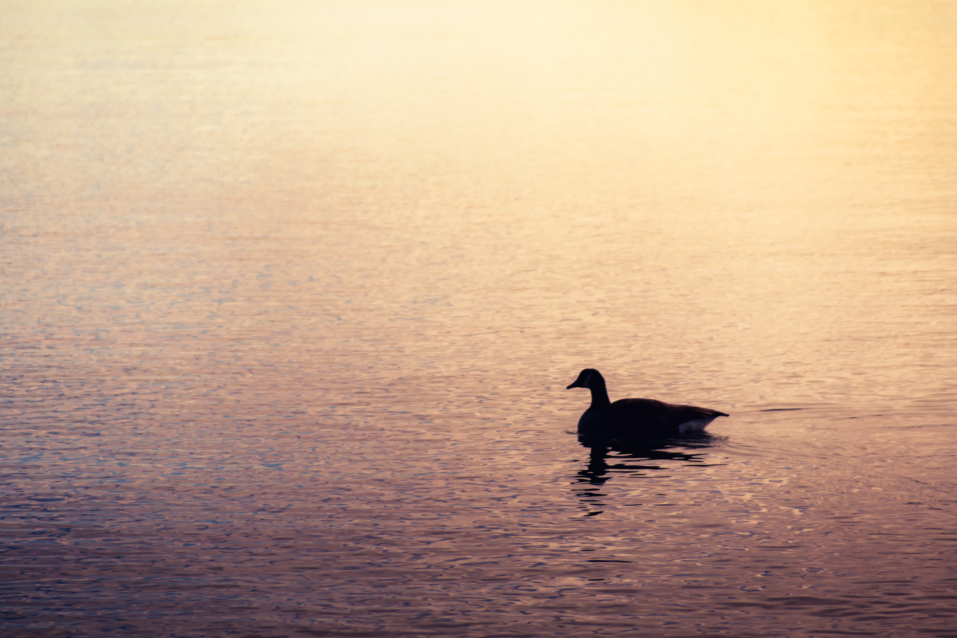 Pensive cobra chicken