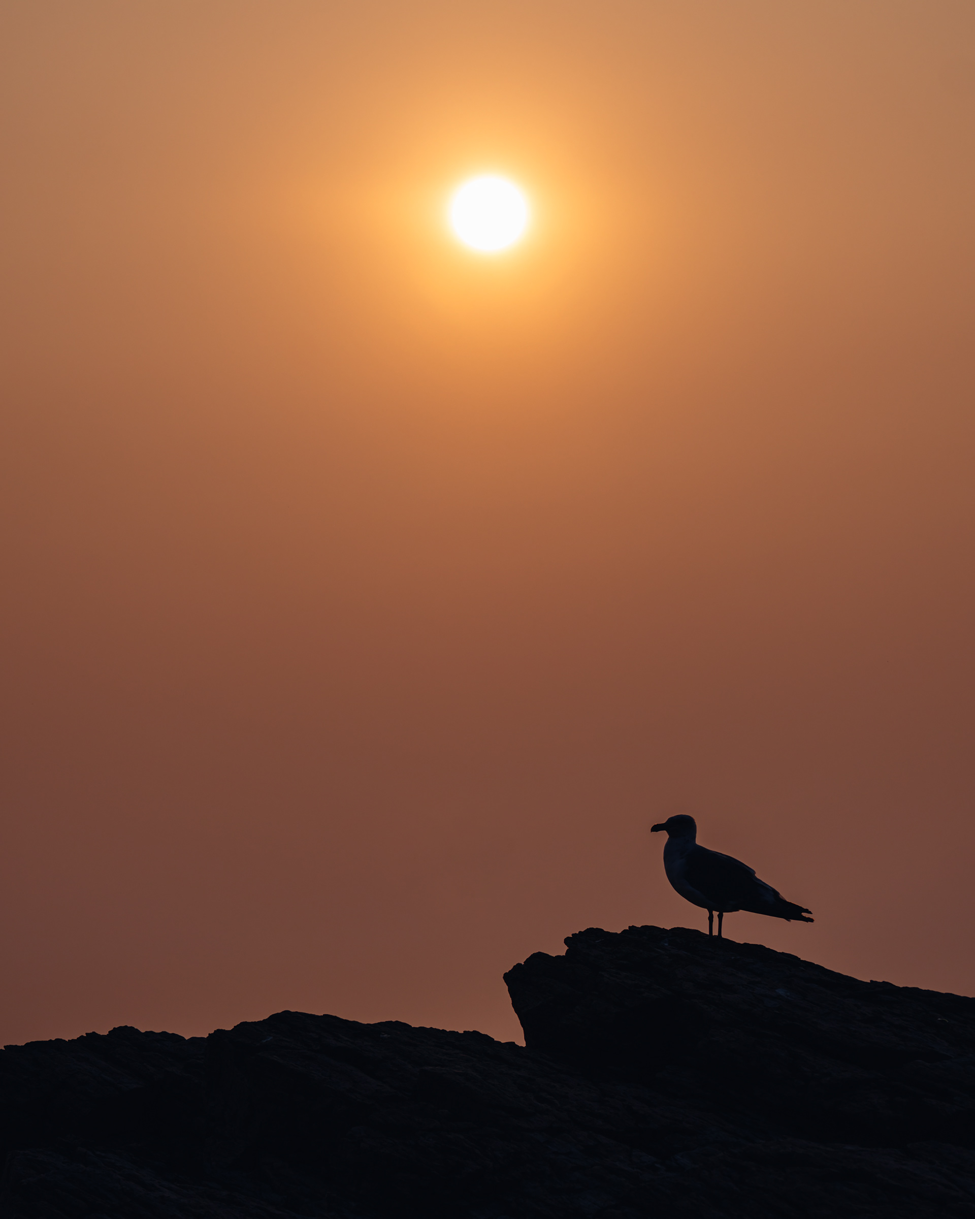 Hazy gull