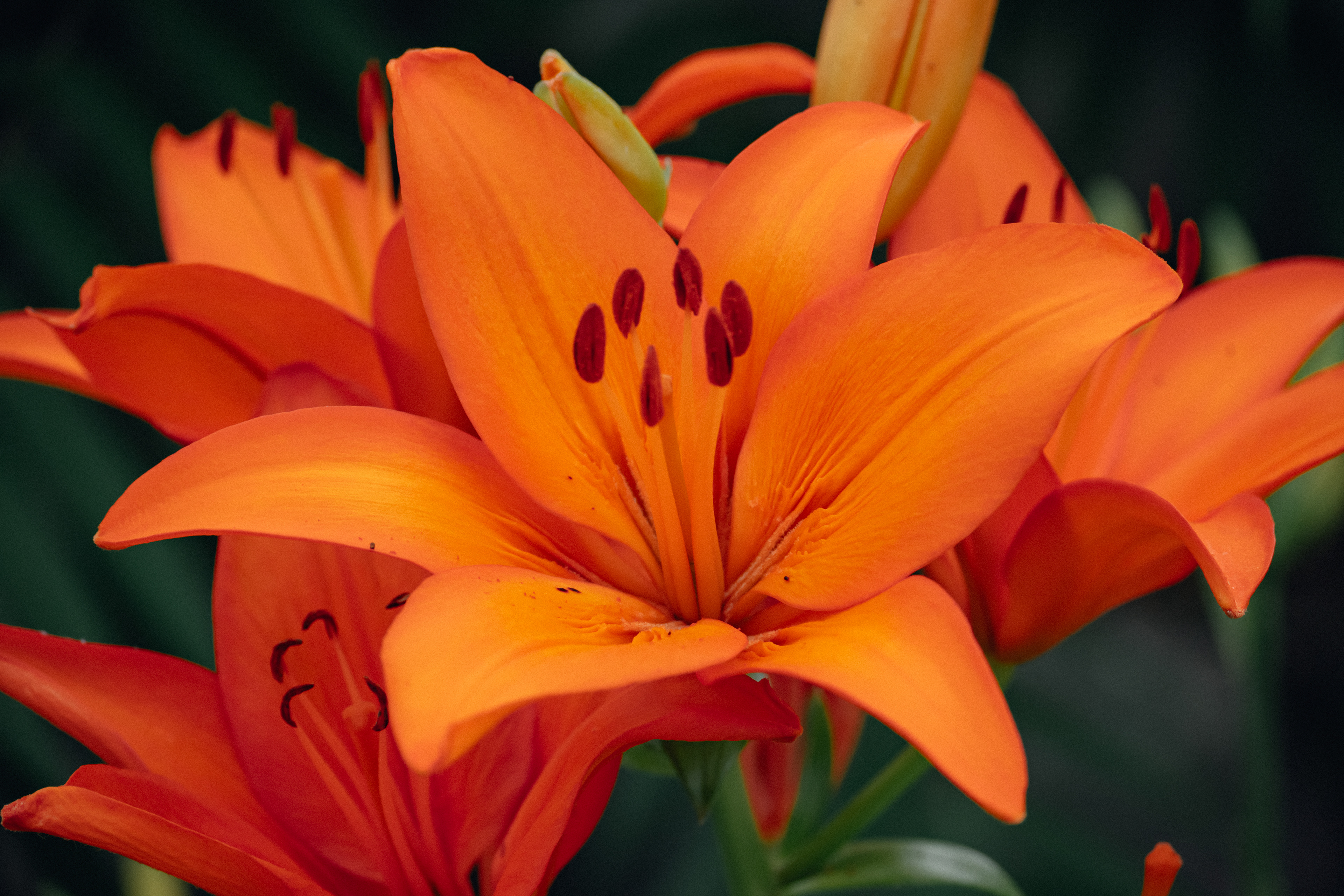 Orange Lily