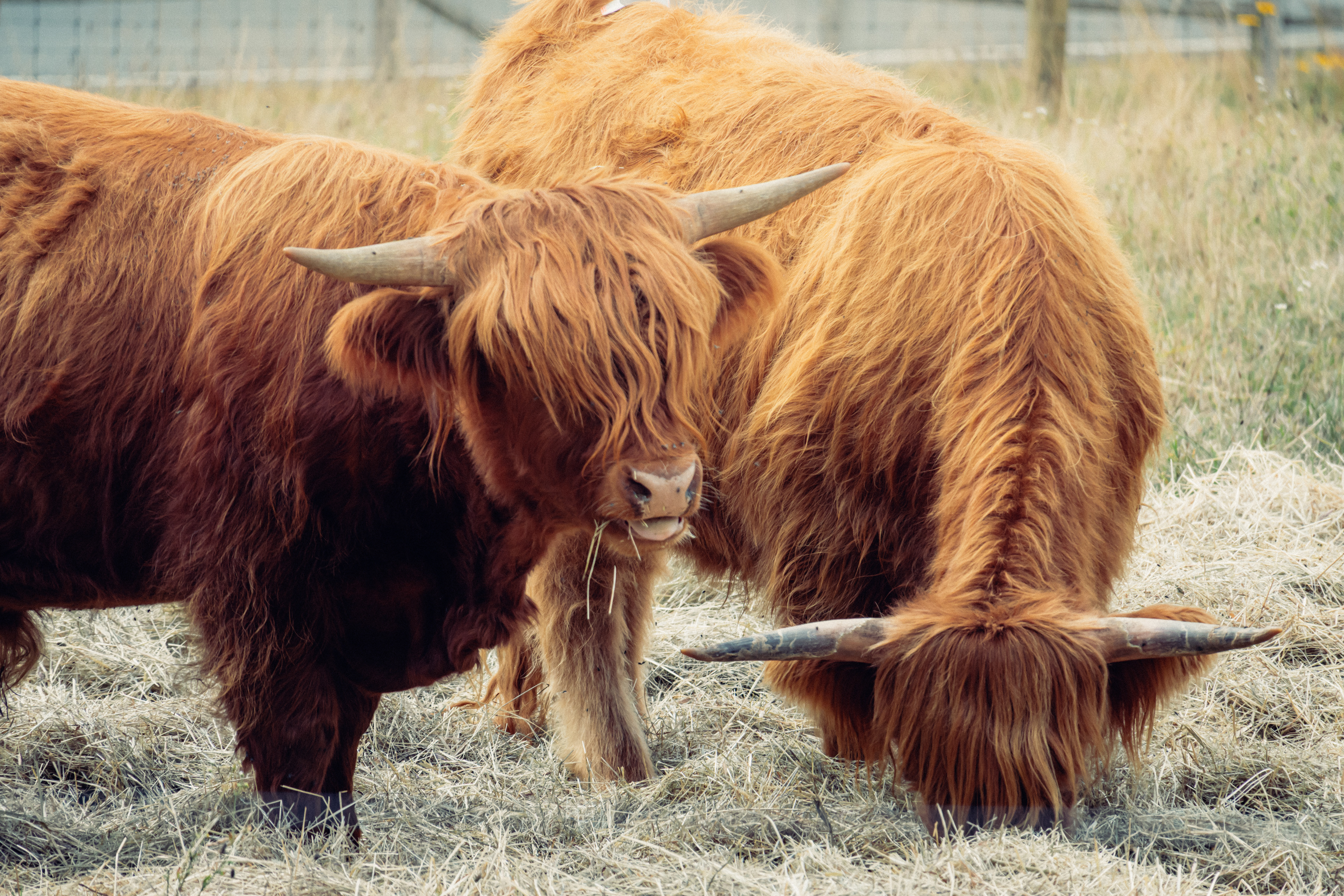 Grazing highland cattle