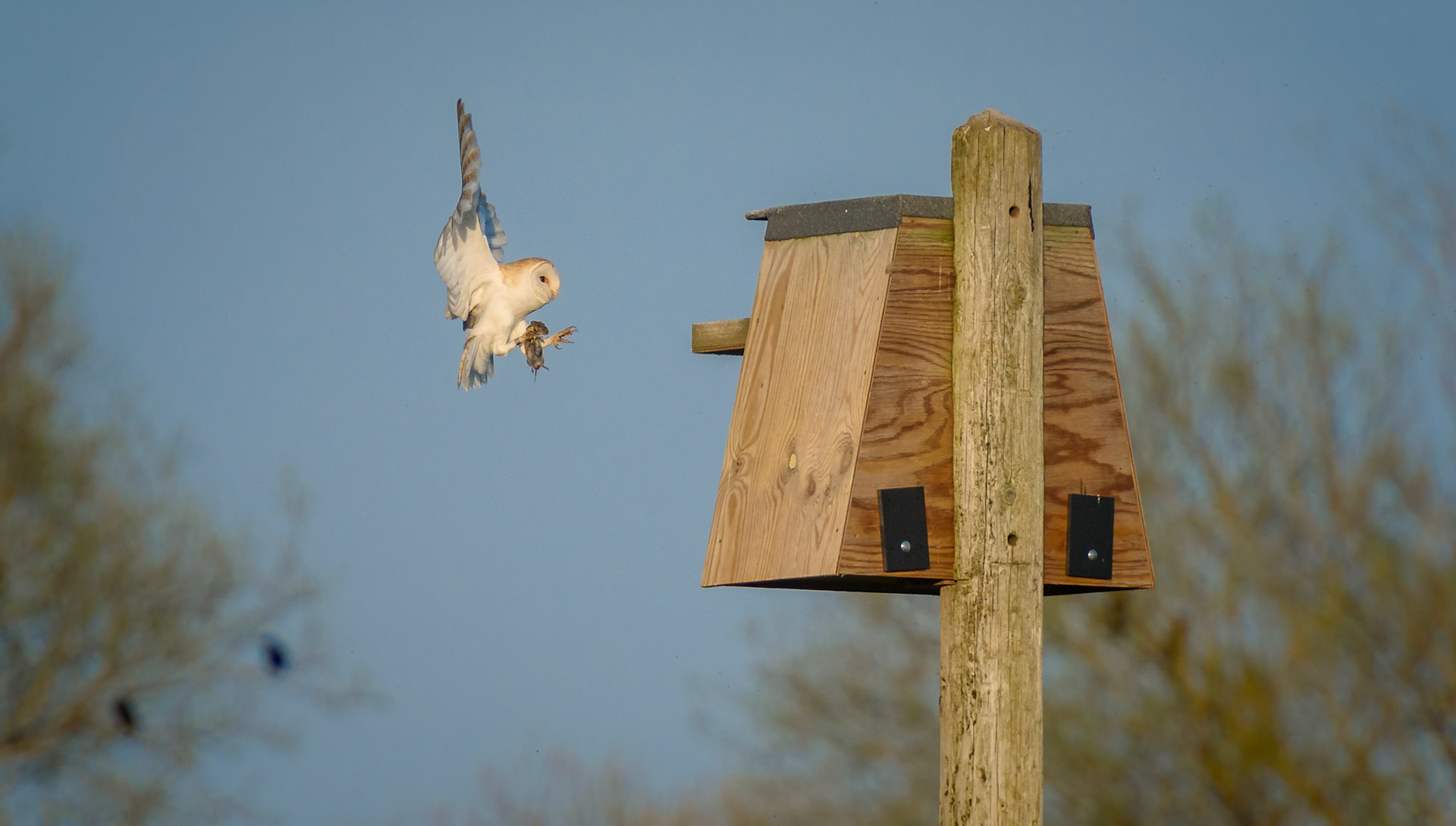 An Owl returns to roost with its catch.