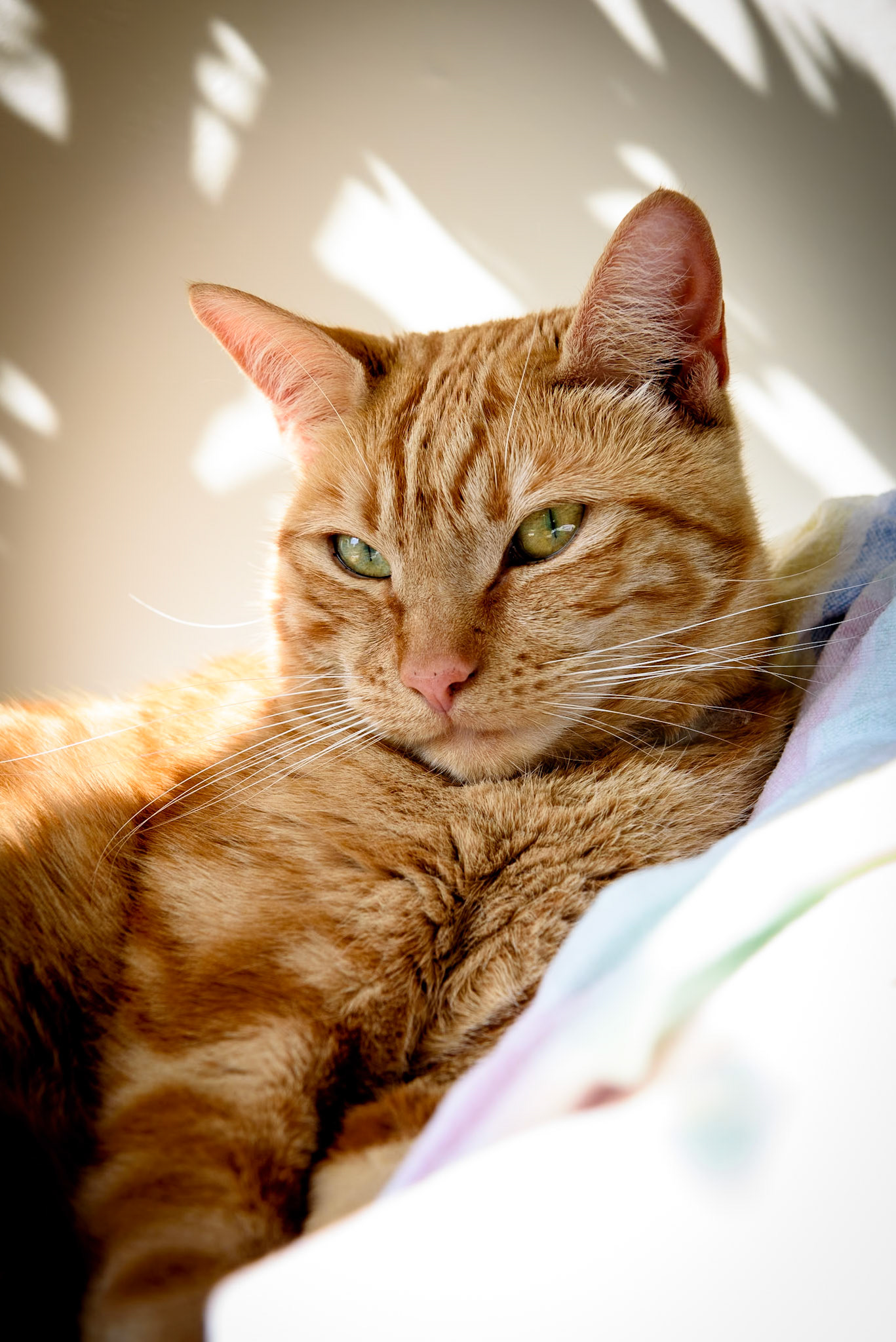 A female ginger cat lying on a blanket in a patch of sun through a window, the cat watches the photographer with mistrust.