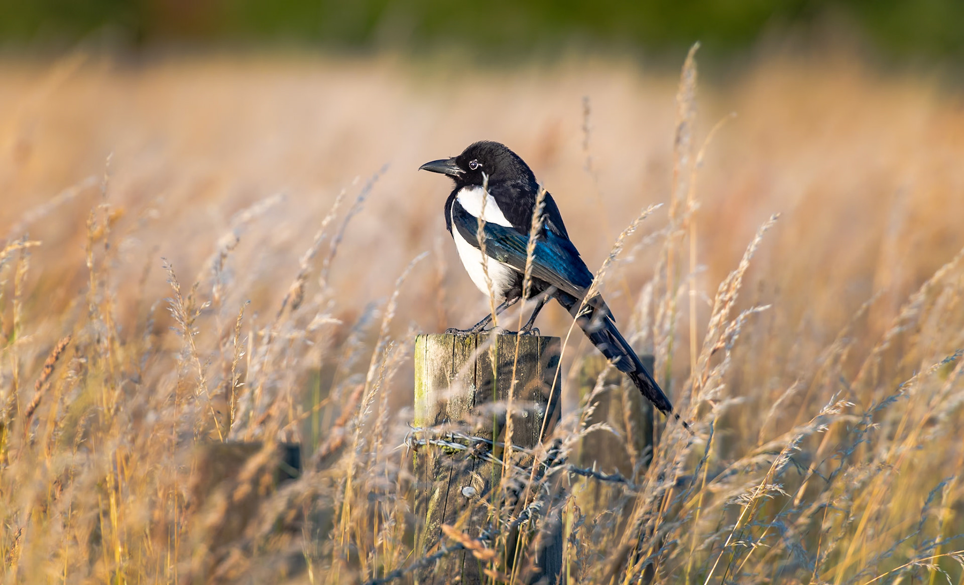 A European Magpie perched on a fence post in a field of long grass