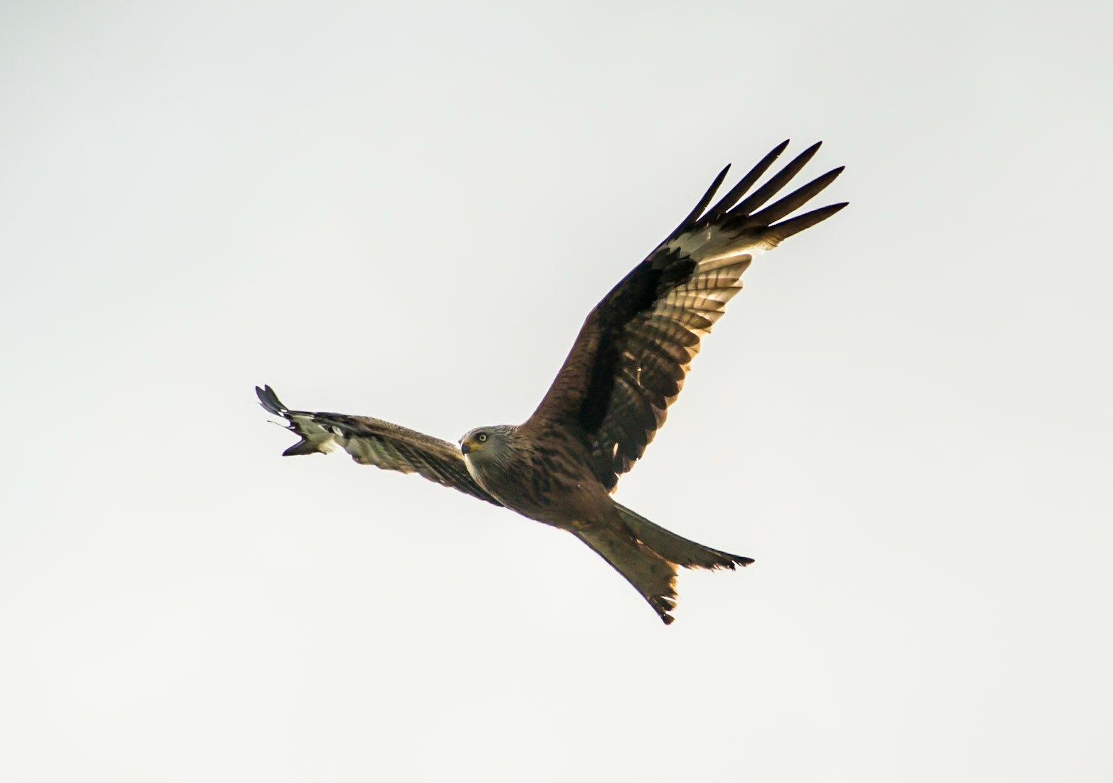 Red Kite