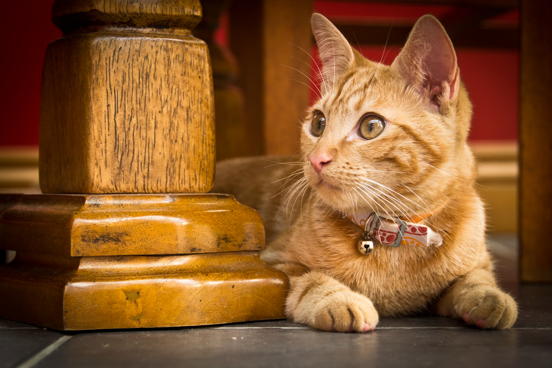The Furry Food Thief