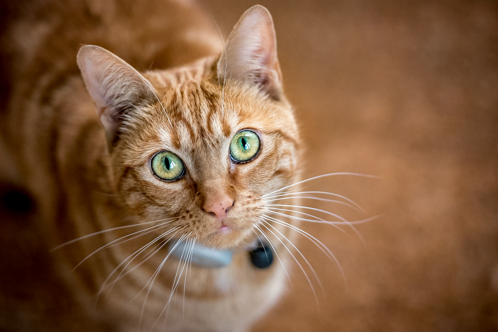 Feline Gaze